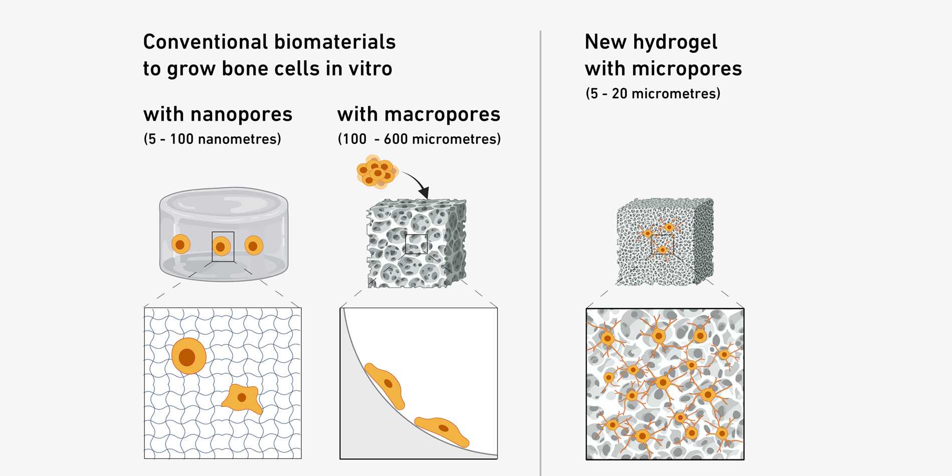 bone-scaffold-pore-size-matters