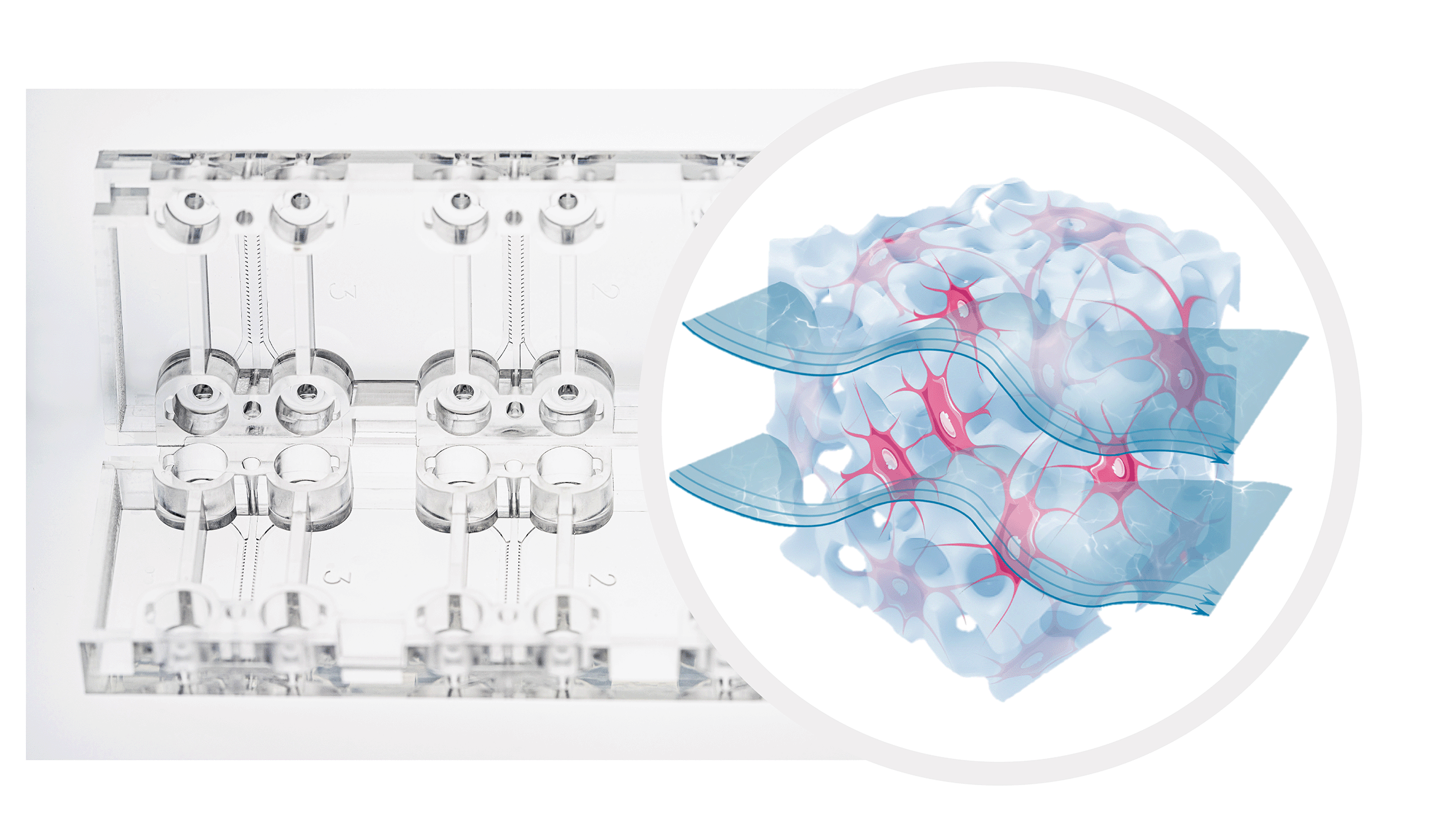 3D cell networks advance bone-on-a-chip