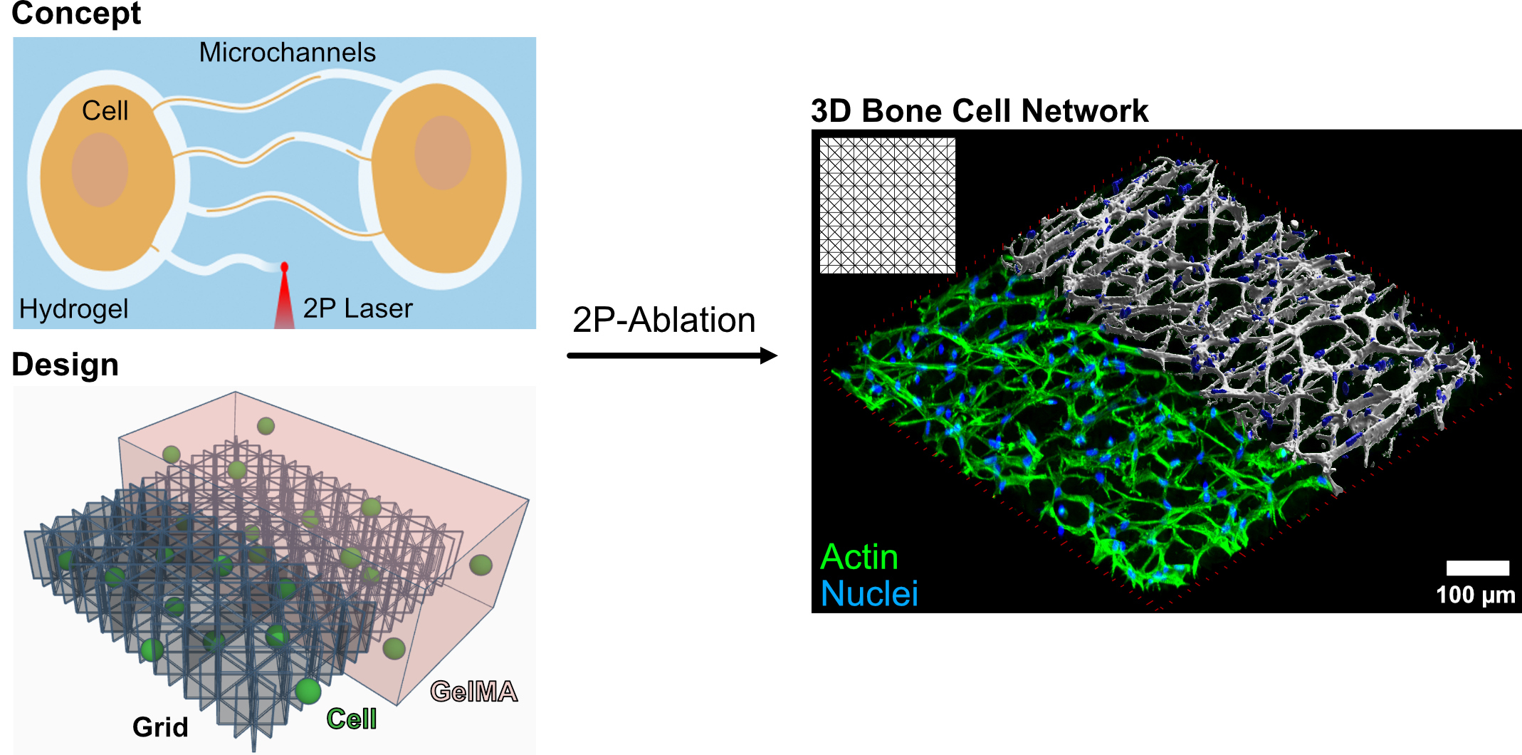 Enlarged view: 3D Microprinted Bone Cell Models