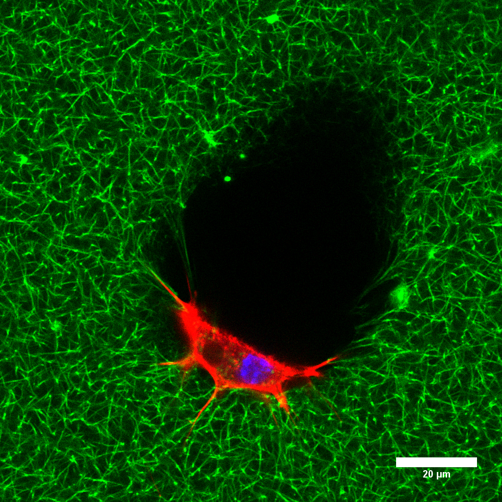 Cell-Matrix Interactions – Biomaterials Engineering | ETH Zurich