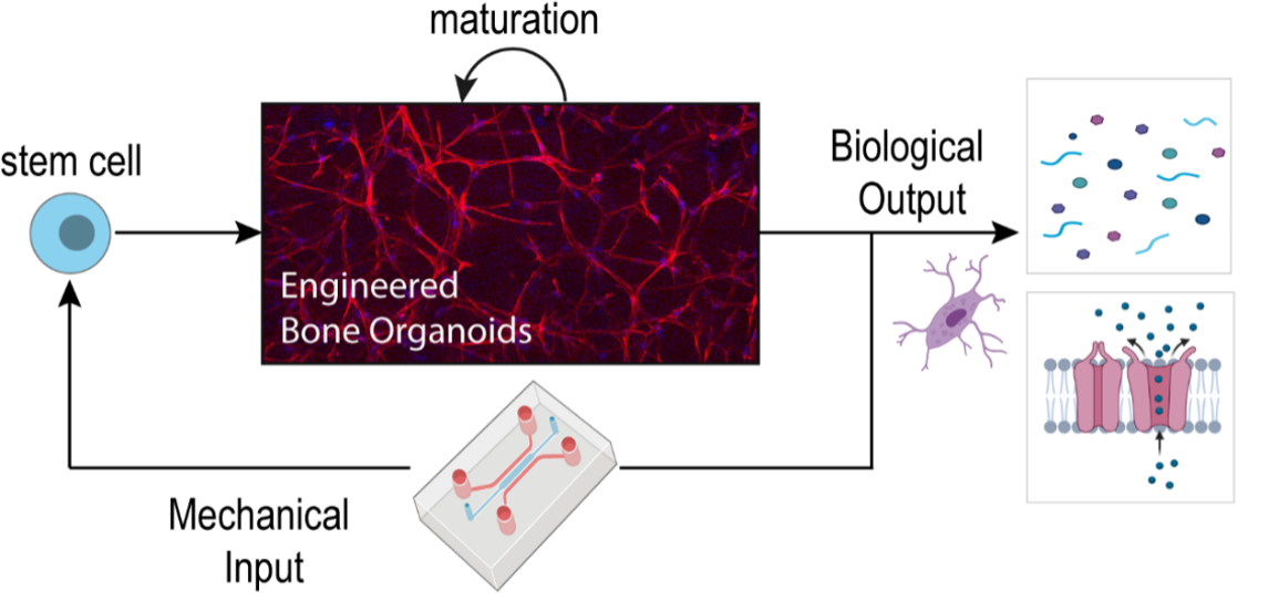 Enlarged view: Human Bone-Organoid-on-Chip