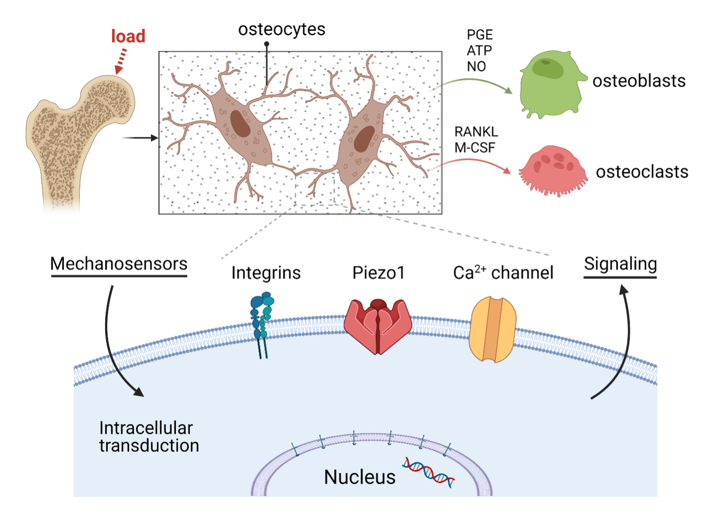 Enlarged view: Osteocyte Mechanobiology